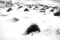 Grasses and snow