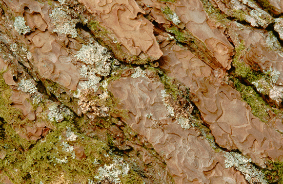 caledonian pine bark001-01