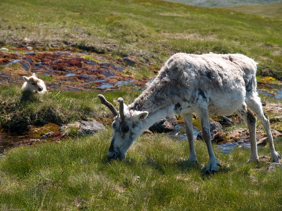 Sickly reindeer calf and mother