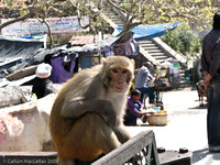Cheeky Monkey, Rishikesh
