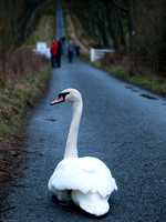 Swan asserting itself