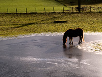 Horse on ice