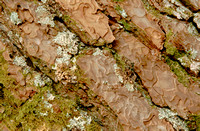 caledonian pine bark001-01