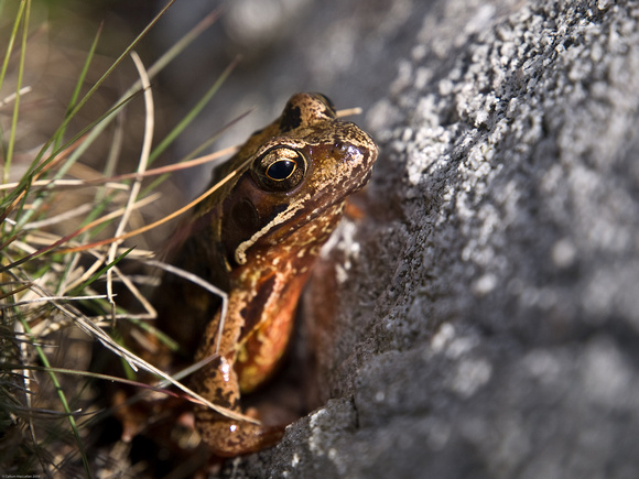 Frog, Connemara