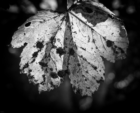 Autumn leaf