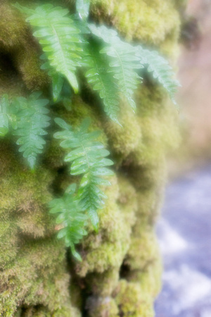 Ferns growing on mosses on an oak tree