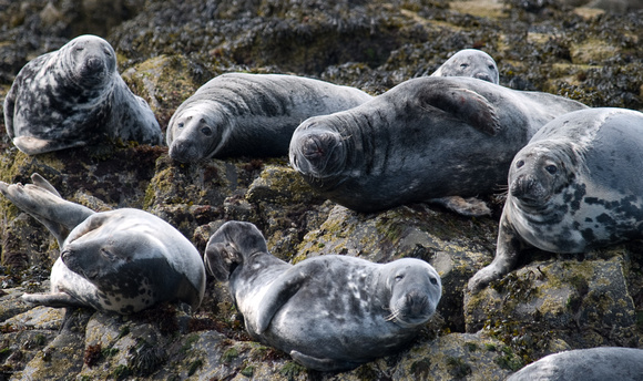 Seals Posing