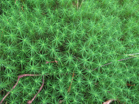 Ground vegetation, Corpach