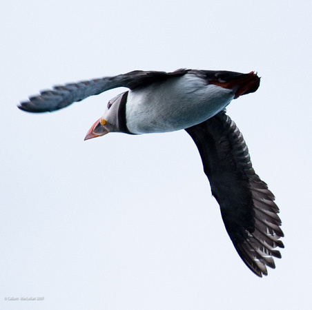Puffin Overhead