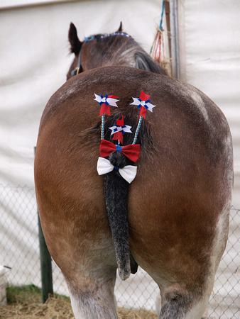 Horse and rosettes