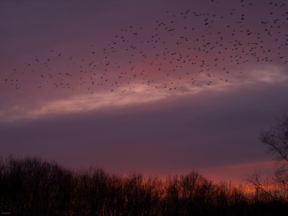 Starlings heading to the roost