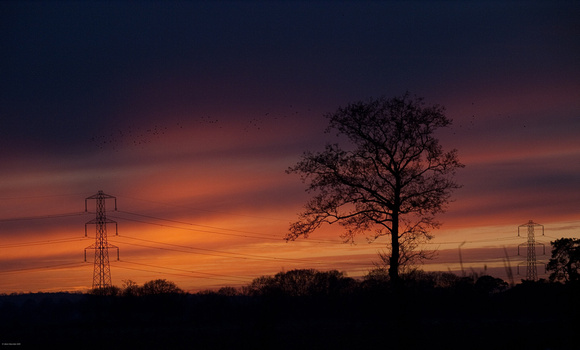Starlings, pylons and tree
