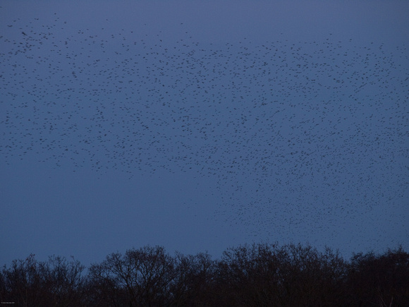 Starlings heading to the roost