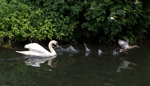 Defensive swan