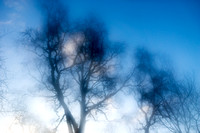 The trees outside the bothy in soft focus