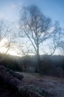 The trees outside the bothy in soft focus