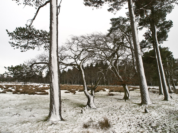 Snowy trees