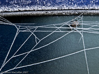 Frozen Spider and Web