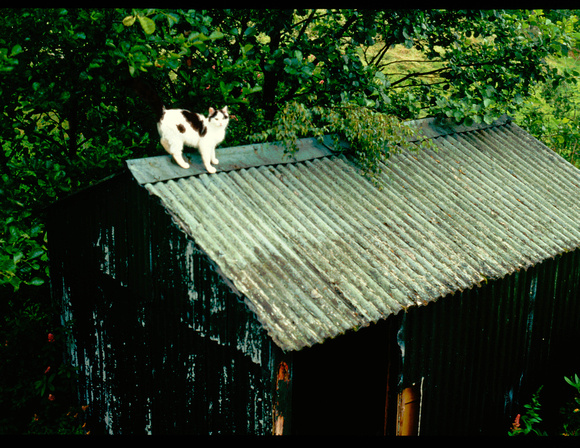 Cat on shed roof