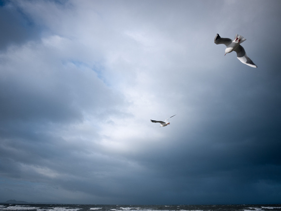 Gulls at Longniddry Bents on a very windy day