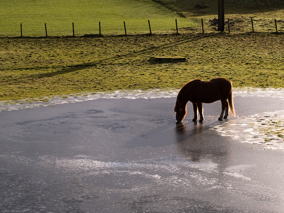 Horse on ice